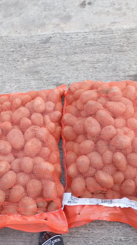 Gros pomme de terre Holland